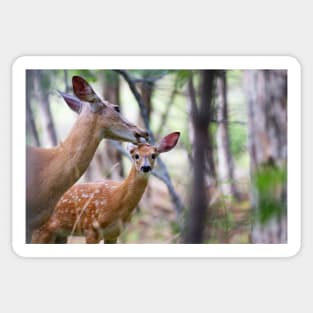 Aw Mom!…my fur's fine - White-tailed deer Sticker